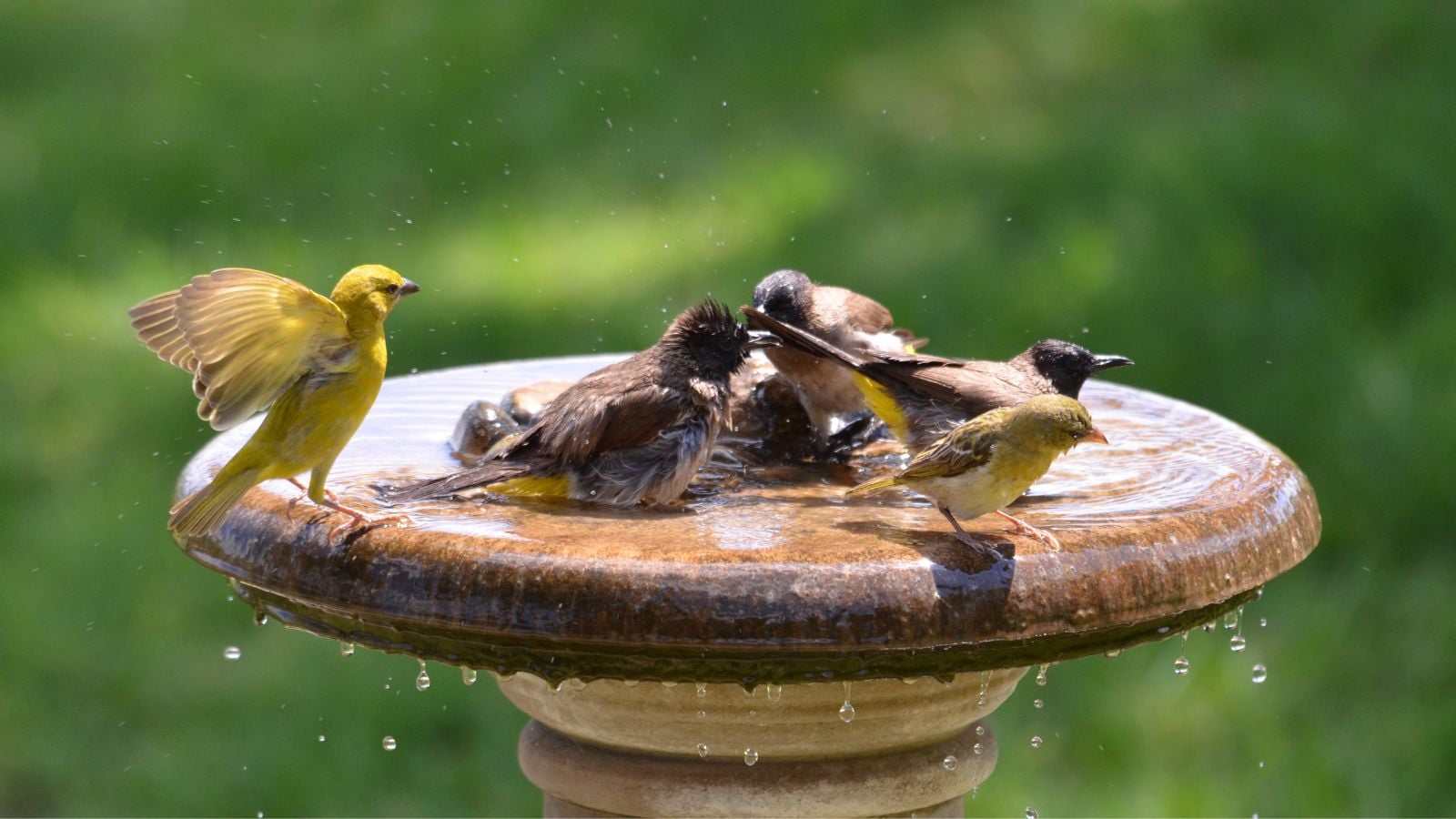 A close-up shot of a small group of flying animals, bathing in a stone basin filled with water, showcasing backyard birds february