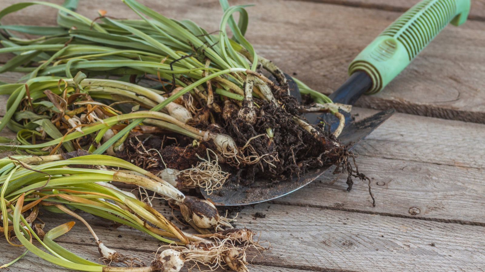 A close-up shot of a small hand trowel with several freshly dug up flowering bulbs, all placed on top of a wooden surface indoors