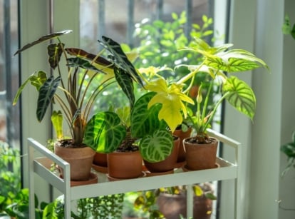 A close-up shot of a small metal trolley filled with several pots of houseplants, all placed near a window, showcasing the best alocasia beginners