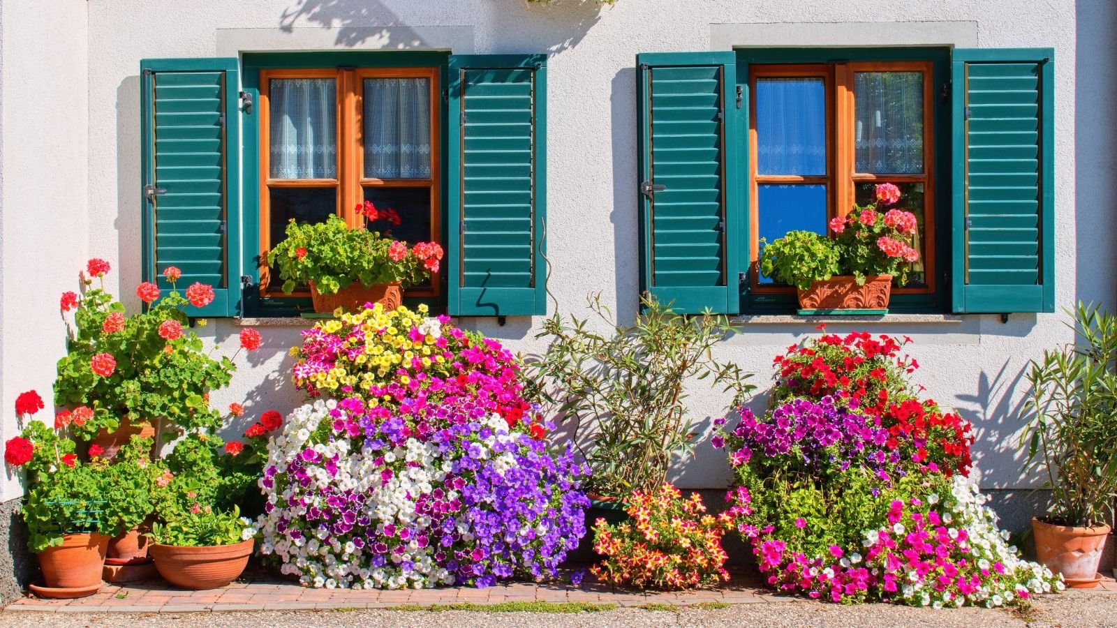 A close-up shot of a well-maintained flowers and plants arrangement, all placed beside a house in a well lit area outdoors