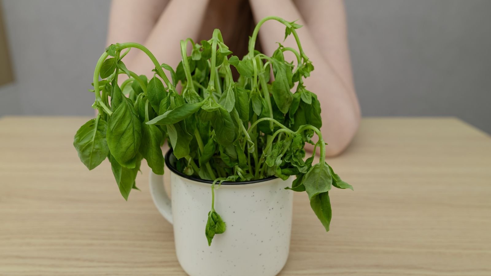 A close-up shot of an overcrowded and potted aromatic herb, placed on a wooden surface, placed in a well lit area
