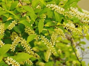 A close-up shot of emerald green colored leaves and brush like creamy-white flowers of a plant, showcasing four season shrubs