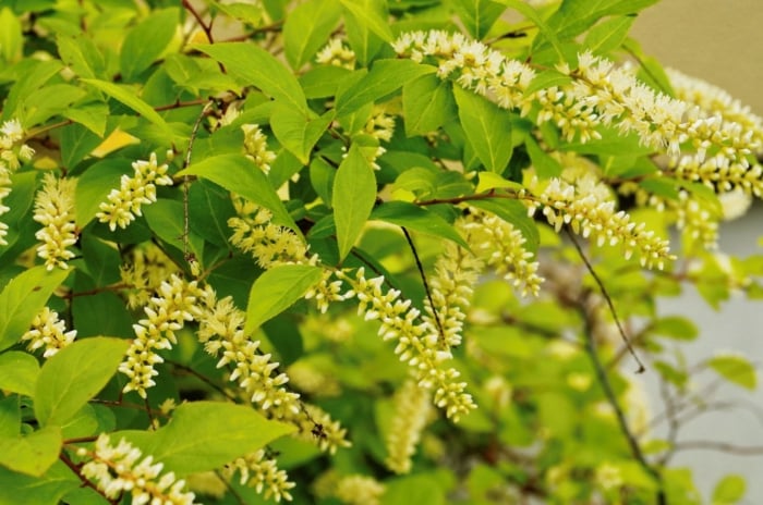 A close-up shot of emerald green colored leaves and brush like creamy-white flowers of a plant, showcasing four season shrubs