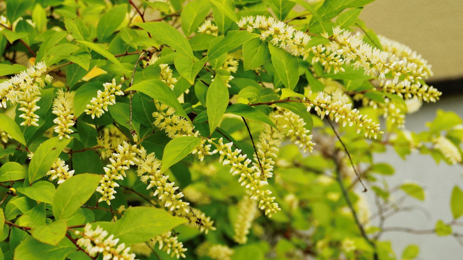 Four Season Shrubs: What to Plant for Year-Round Interest