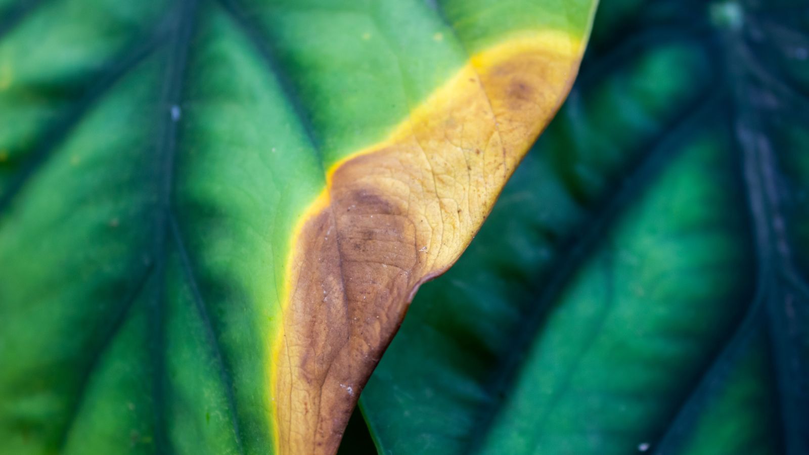 A close-up shot of green leaves that are yellowing, showcasing how severe the damage on the leaves