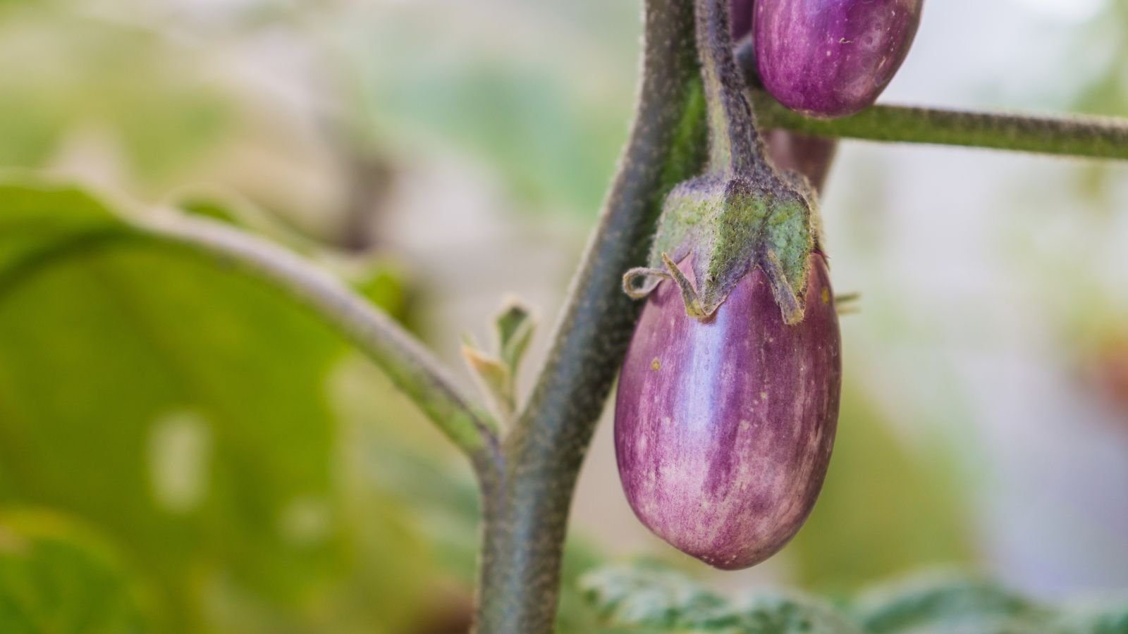 A close-up shot of several dangling and developing purple crops, growing alongside its green foliage