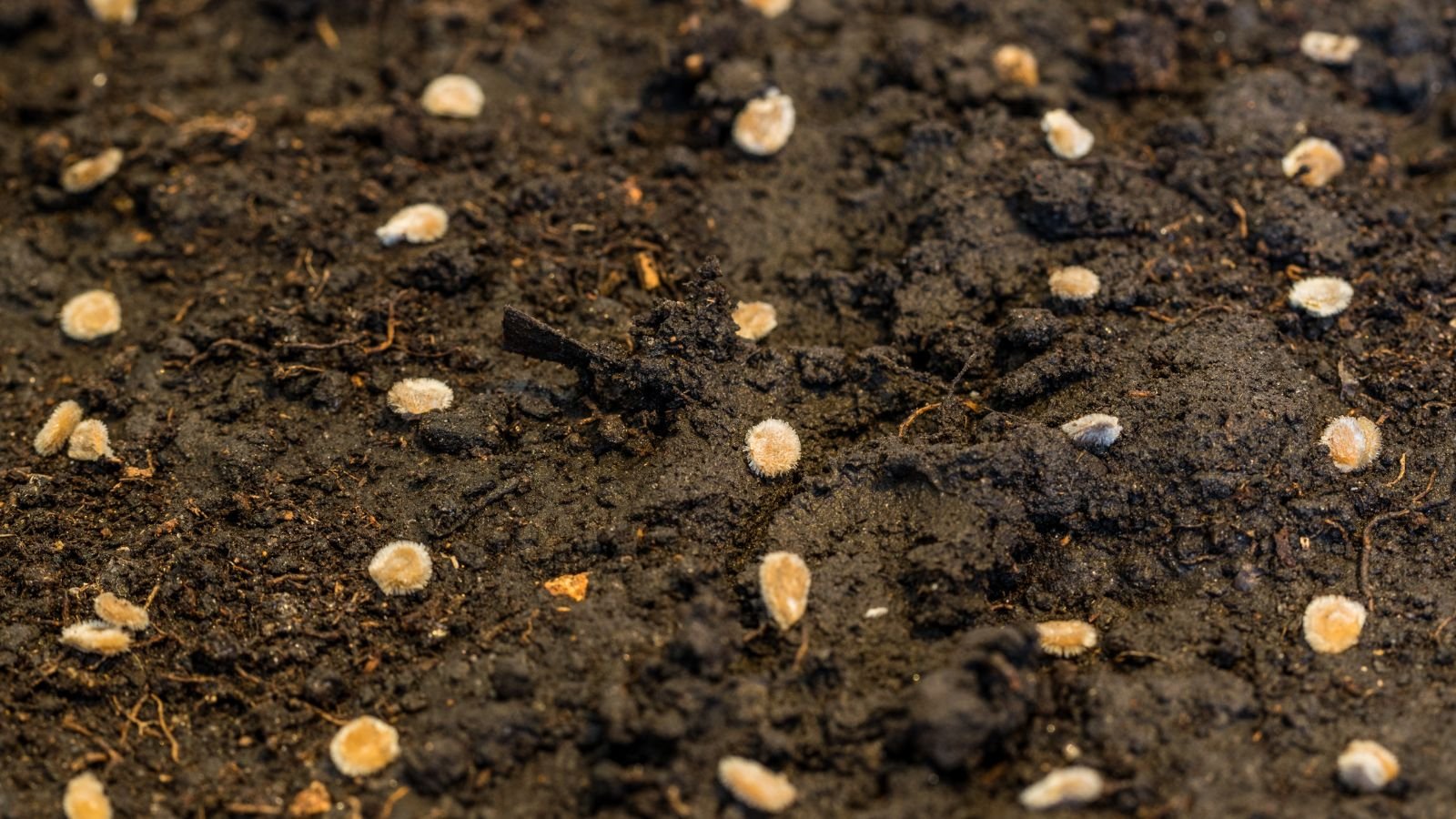 A close-up shot of several small yellow seeds, arranged in rows and columns, placed on rich soil in a well lit area