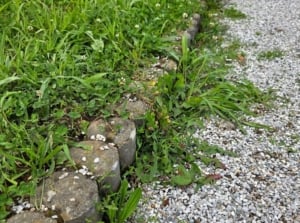 A closeup shot of weeds ground cover separated by a concrete garden border lining a walkway