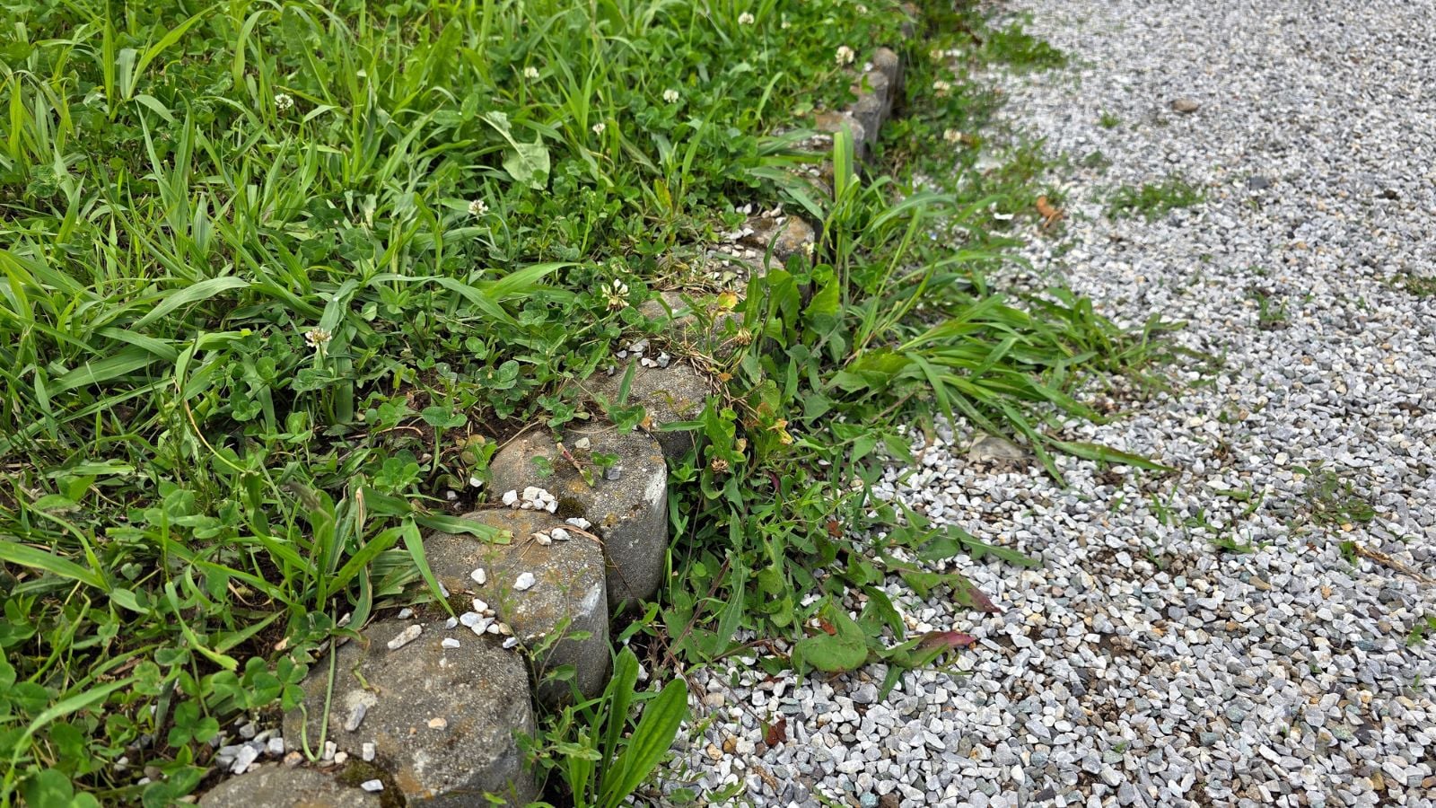 A closeup shot of weeds ground cover separated by a concrete garden border lining a walkway