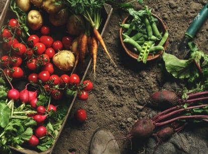A photo of February crops , appearing to have beets, carrots and other produce on a container and on the ground with gardening tools scattered on the dark brown surface
