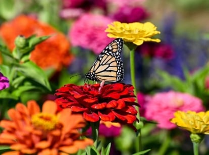 A shot of a large composition of vibrant colored blooms, with a butterfly sitting on top of a red bloom, showcasing pollinator flowers march