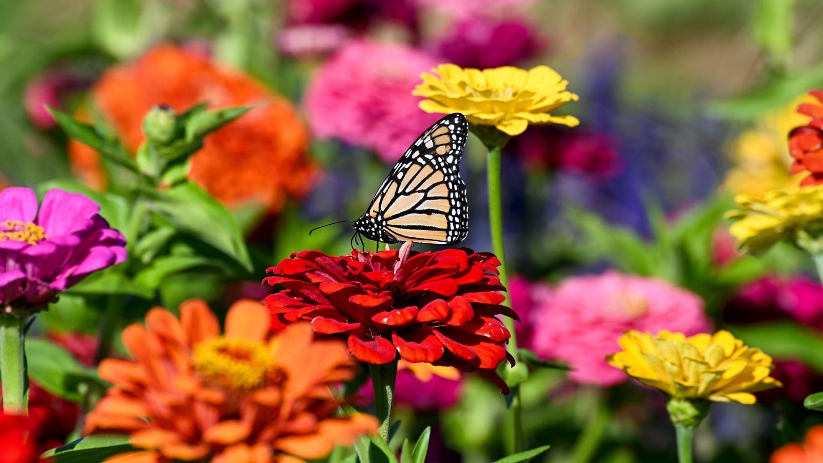 A shot of a large composition of vibrant colored blooms, with a butterfly sitting on top of a red bloom, showcasing pollinator flowers march