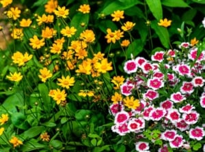 A shot of a small composition of vibrant yellow Coreopsis blooms, alongside pink, fringy Dianthus blooms, showcasing flower seeds in March