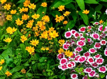 A shot of a small composition of vibrant yellow Coreopsis blooms, alongside pink, fringy Dianthus blooms, showcasing flower seeds in March