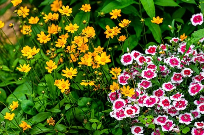 A shot of a small composition of vibrant yellow Coreopsis blooms, alongside pink, fringy Dianthus blooms, showcasing flower seeds in March