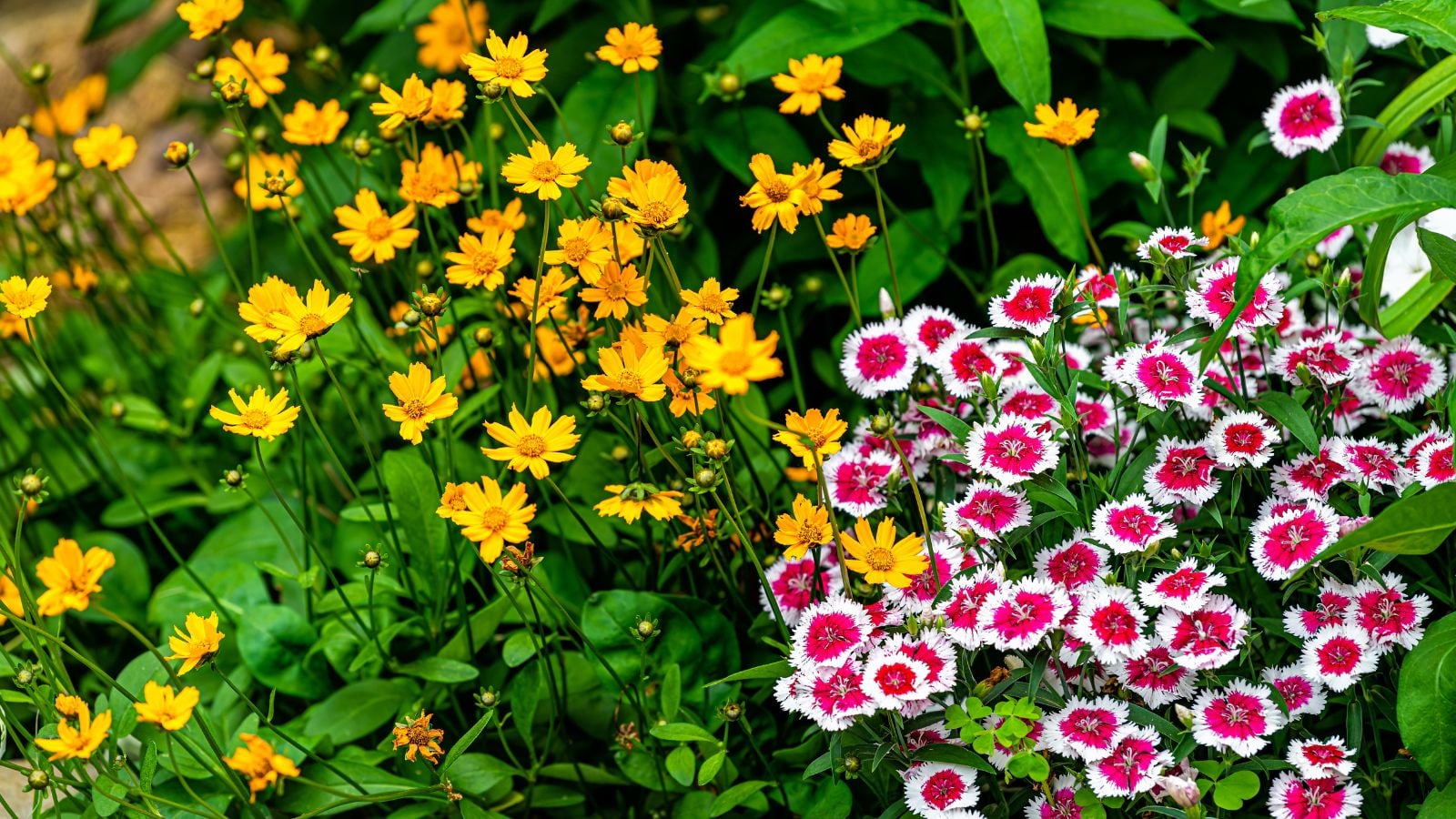 A shot of a small composition of vibrant yellow Coreopsis blooms, alongside pink, fringy Dianthus blooms, showcasing flower seeds in March