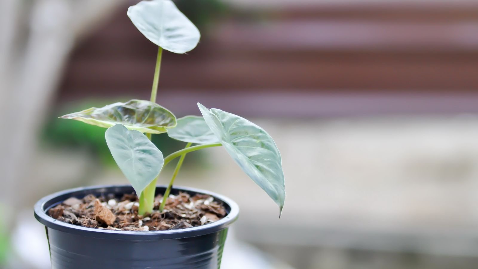 A close-up shot of a small developing houseplant, placed on a small black plastic pot filled with soil, all placed in a well lit area