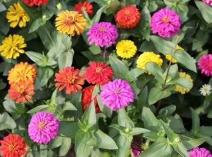An overhead and close-up shot of a large composition of vibrant flowers, alongside green leaves, showcasing sow zinnias zone