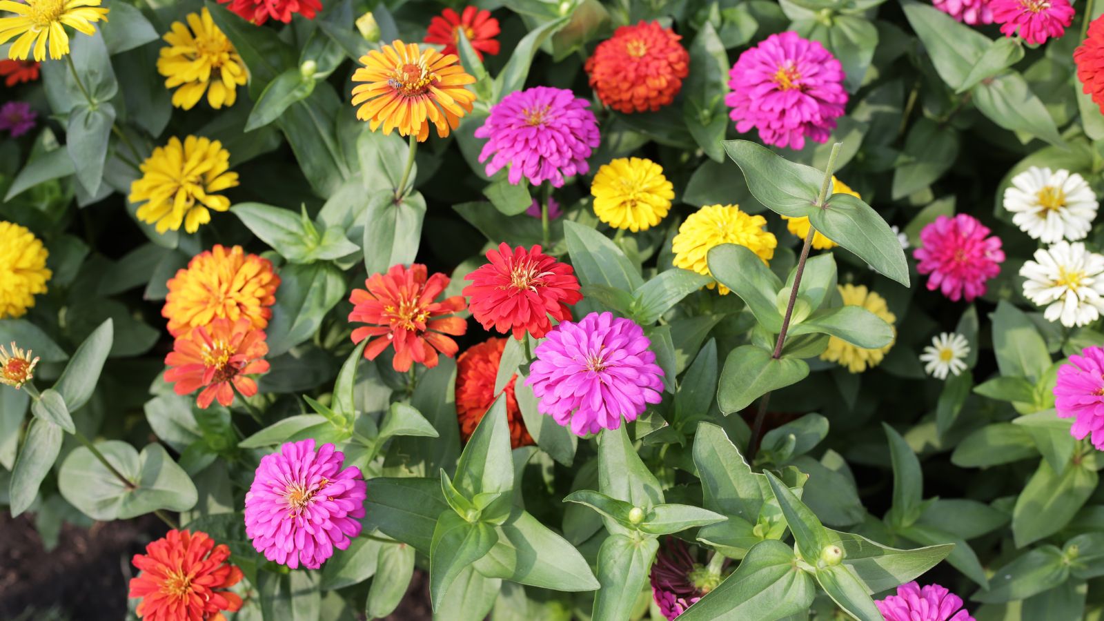 When to Sow Zinnias Outdoors: A Zone-by-Zone Guide When to Sow Zinnias Outdoors: A Zone-by-Zone Guide
