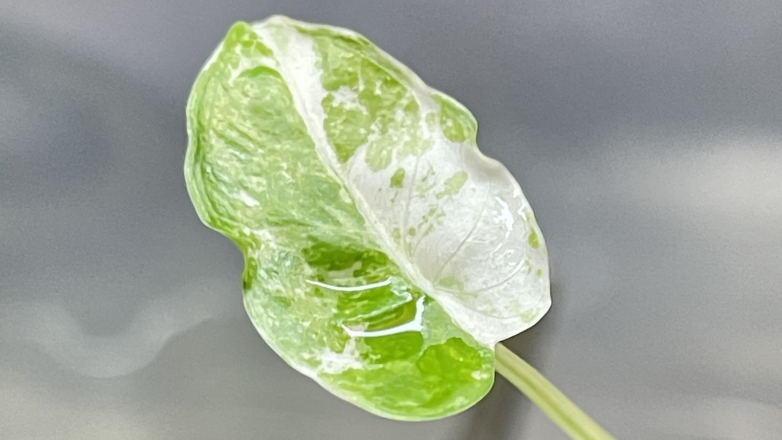 A close-up shot of a small developing, deeply variegated leaf of a houseplant variety called Batik