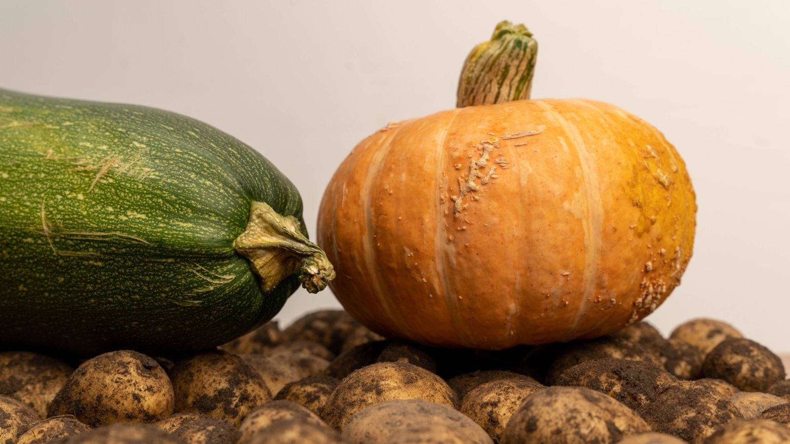 Crops that produce hardest vegetables seed to grow, including pumpkins and potatoes, placed somewhere with moderate light
