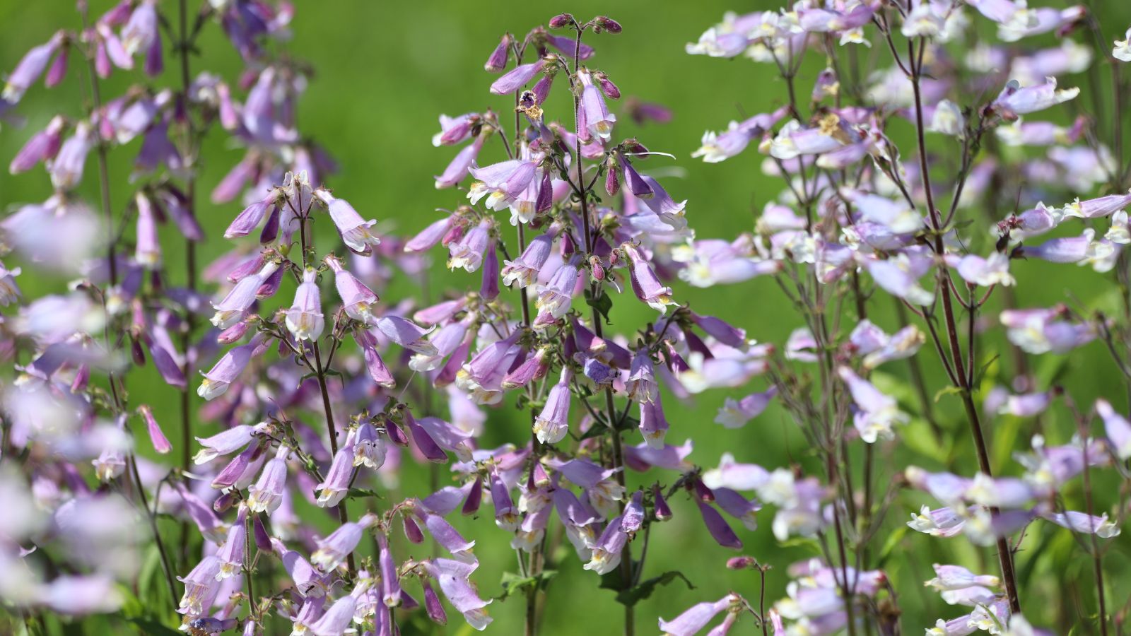 An area covered in lovely Dazzler Blend Penstemon blooms appearing to grow sturdy stems with countless blooms with greens in the background
