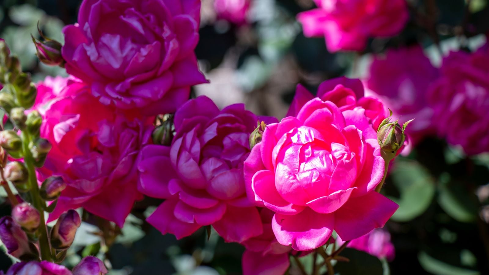 A closeup on a Double Knock Out® flower clusters having a vibrant fuchsia color placed under dappled sunlight in the garden 