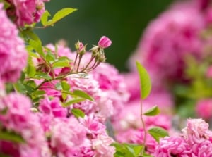 Grow romantic roses, showing a lush bush with countless pink blooms appearing to sprout more buds surrounded by green foliage