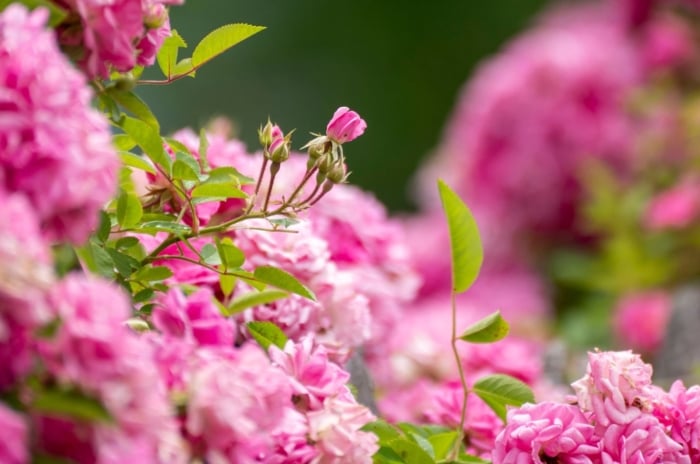 Grow romantic roses, showing a lush bush with countless pink blooms appearing to sprout more buds surrounded by green foliage