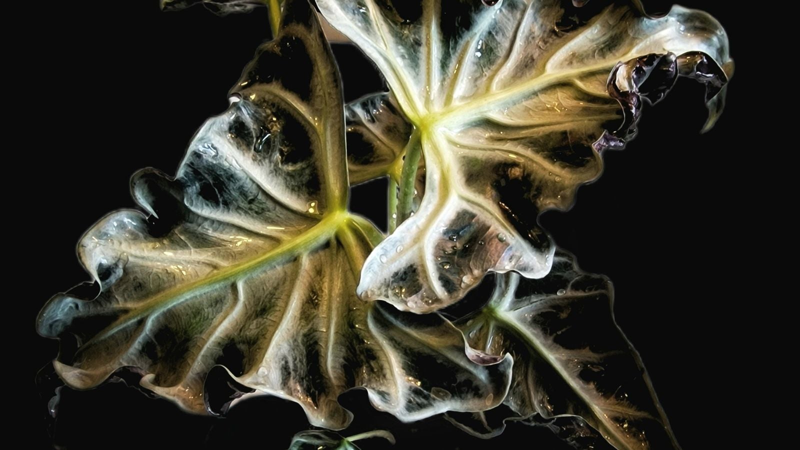 A close-up and isolated shot of unique looking leaves of the Loco variety of houseplant, showcasing its crumpled appearance and white veins