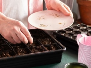 A person showing March seed starting, placing seeds in trays from a small white dish with tools scattered on the table
