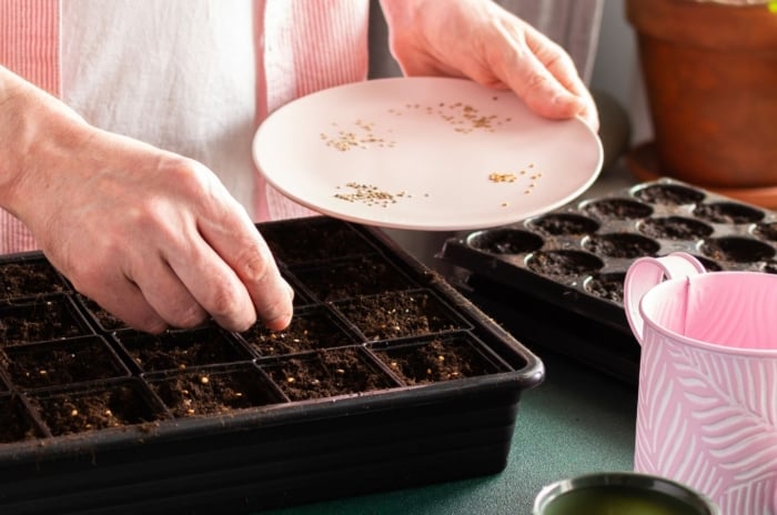 A person showing March seed starting, placing seeds in trays from a small white dish with tools scattered on the table