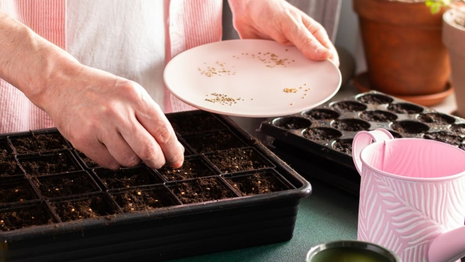 A person showing March seed starting, placing seeds in trays from a small white dish with tools scattered on the table