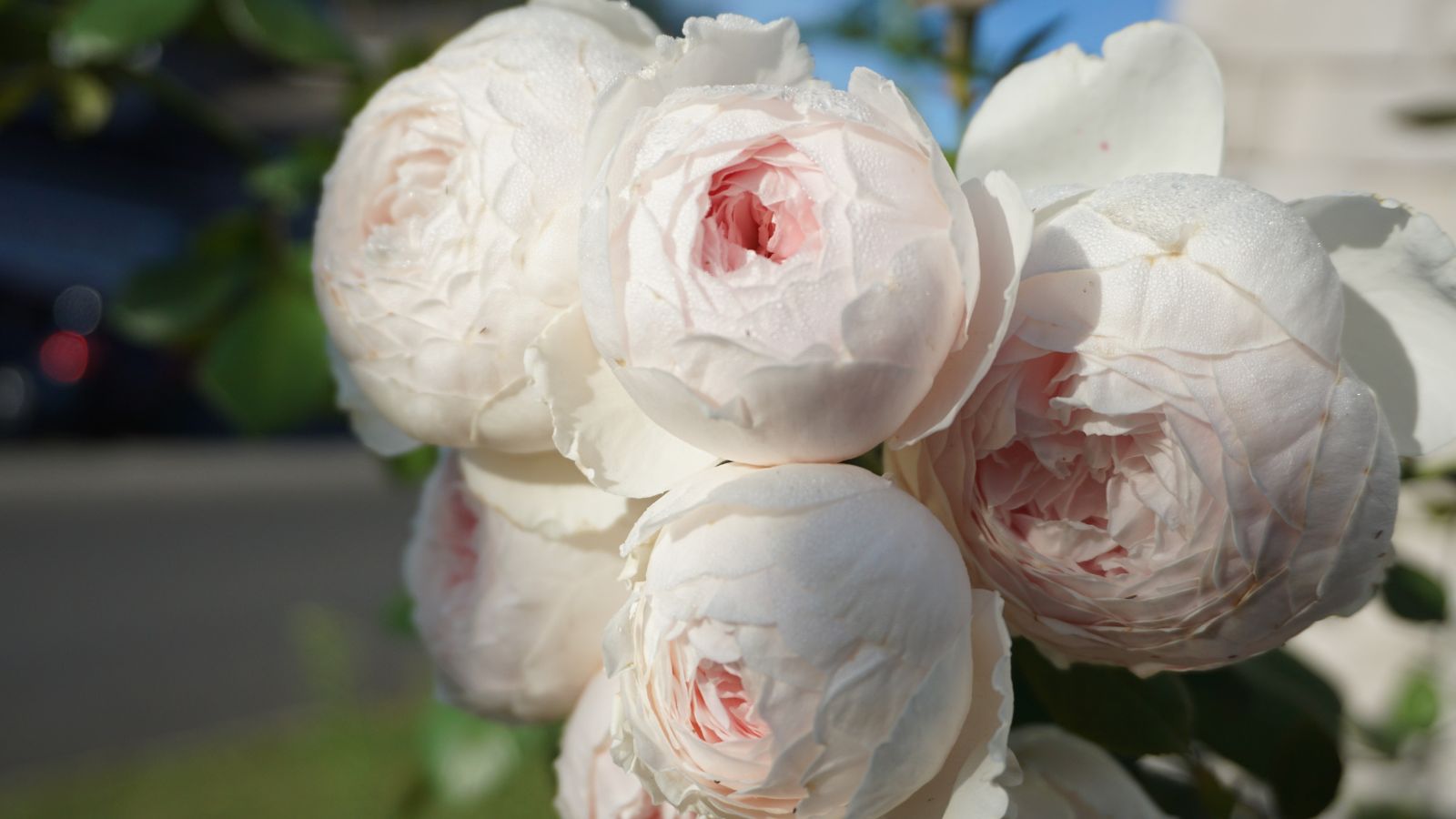 A cluster of Parfuma® Earth Angel blooms having dense petals with a pinkish white color under bright light