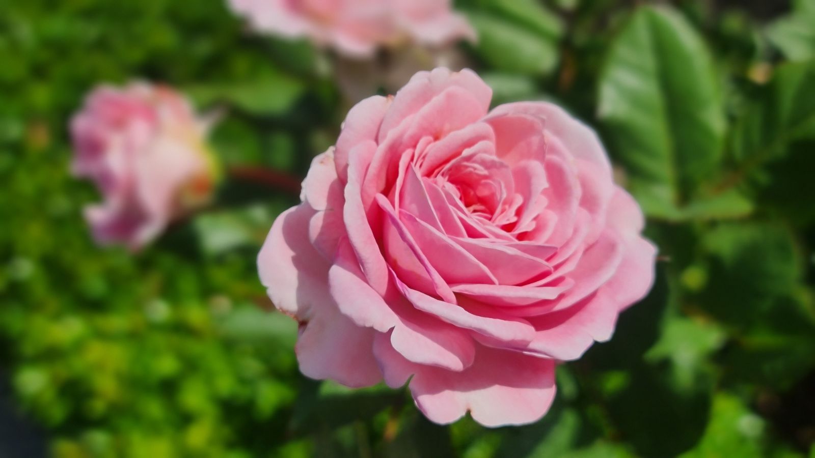 A closeup shor of a Parfuma® Summer Romance flower having delicate petals with scalloped edges, appearing to be bright pink