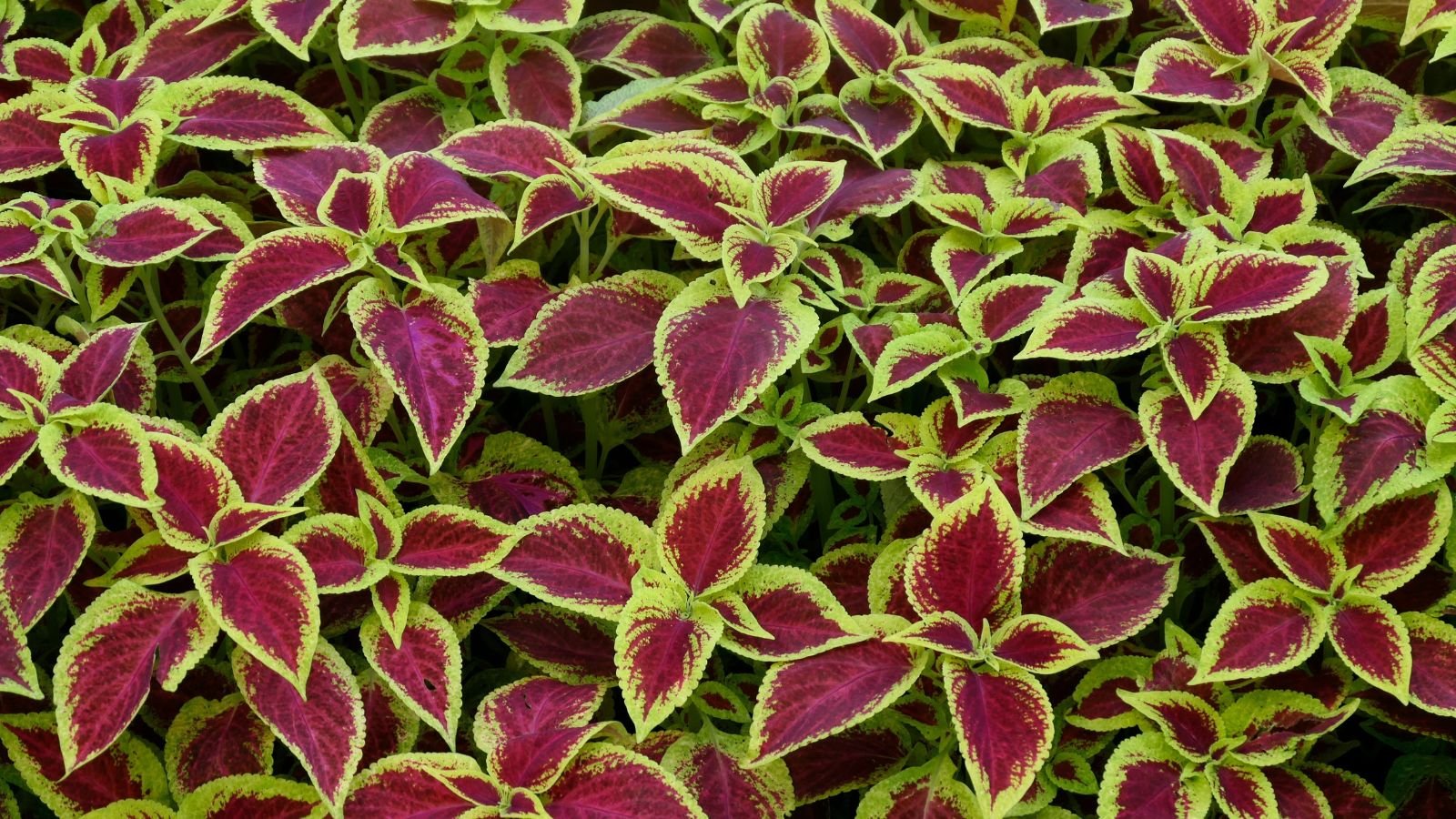 A close-up and overhead shot of a large composition of two-toned leaves of the Rainbow Coleus, all situated in a well lit area