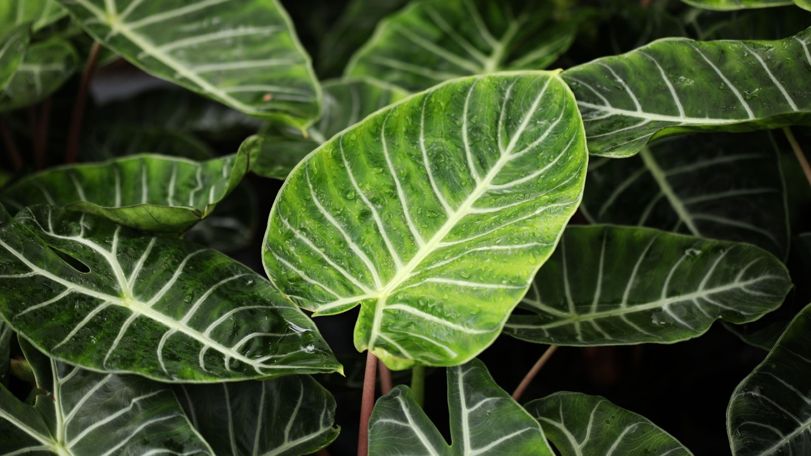 A close-up shot of a small composition of developing houseplants, showcasing their shield shaped leaves with white veins