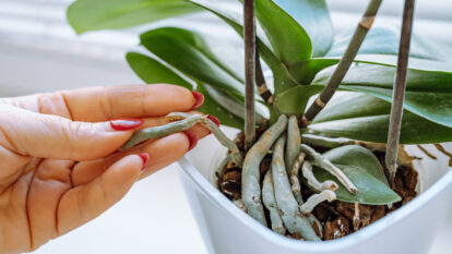 A Visual Guide to Healthy Orchid Roots