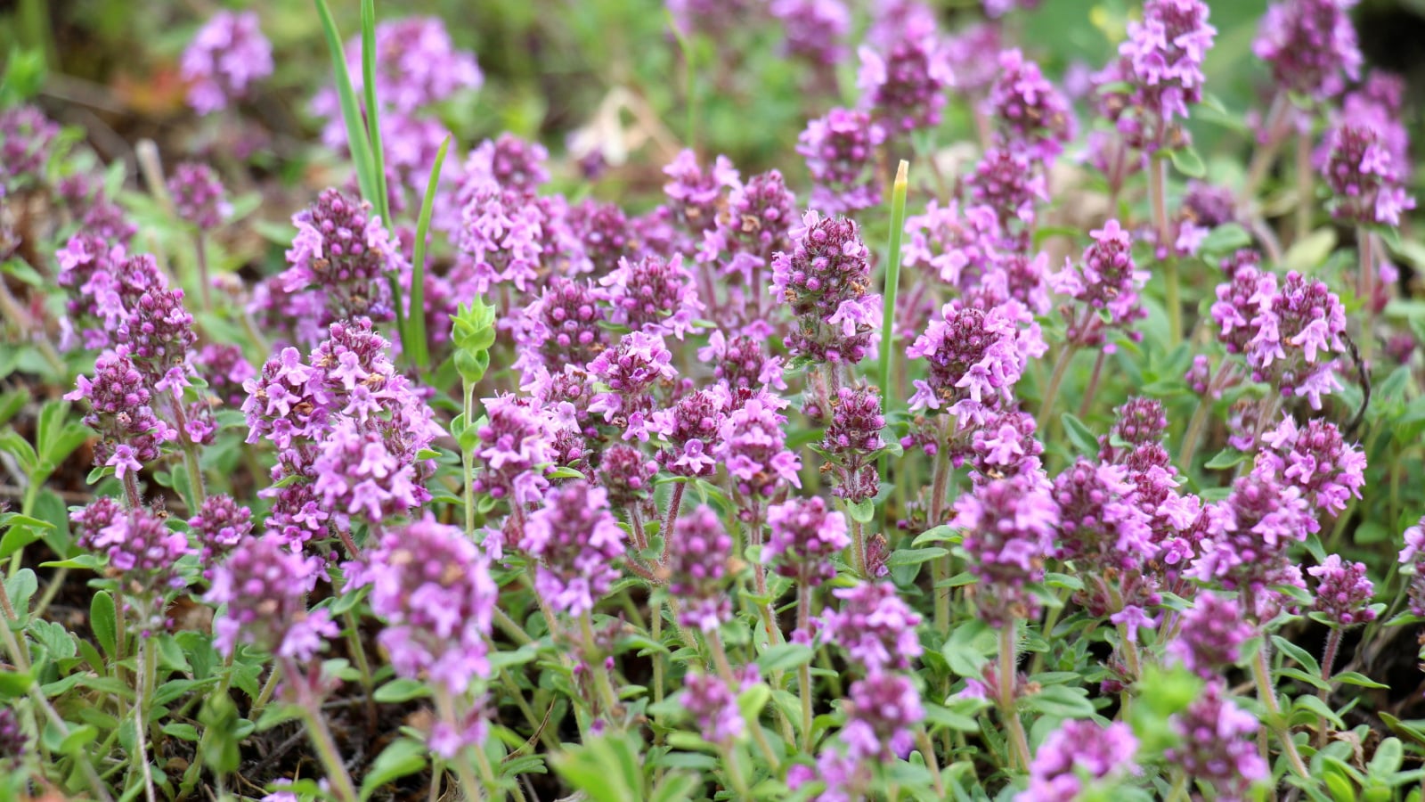 Vivid Pink Chintz thyme flowers bloom in a purple hue, their delicate petals unfurling in the sunlight. Beneath, lush leaves sprawl, promising savory fragrance and culinary delight with every gentle touch.