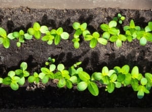 A photo showing how to start zinnia seeds, having a container with two rows of sprouts growing from seeds of the flower placed under warm sunlight