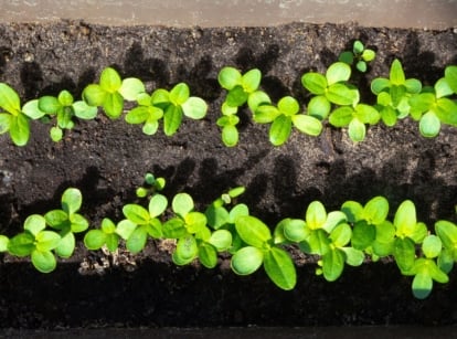 A photo showing how to start zinnia seeds, having a container with two rows of sprouts growing from seeds of the flower placed under warm sunlight