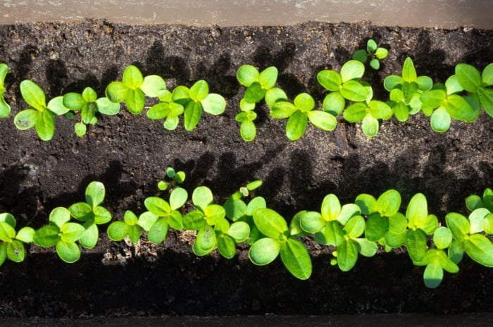 A photo showing how to start zinnia seeds, having a container with two rows of sprouts growing from seeds of the flower placed under warm sunlight