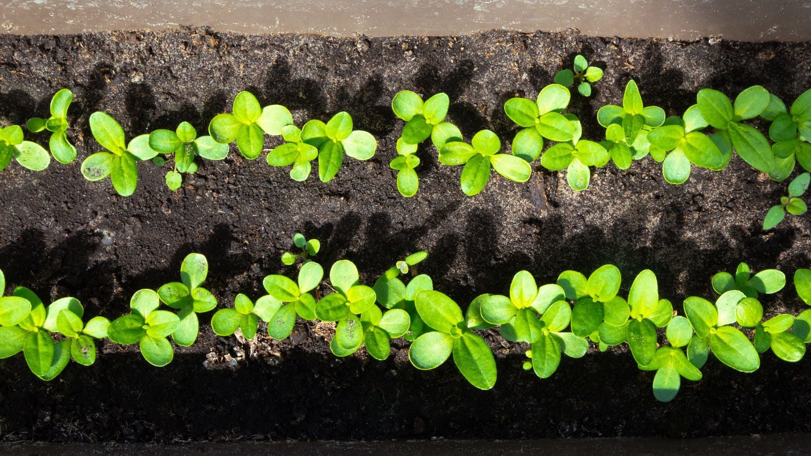 A photo showing how to start zinnia seeds, having a container with two rows of sprouts growing from seeds of the flower placed under warm sunlight