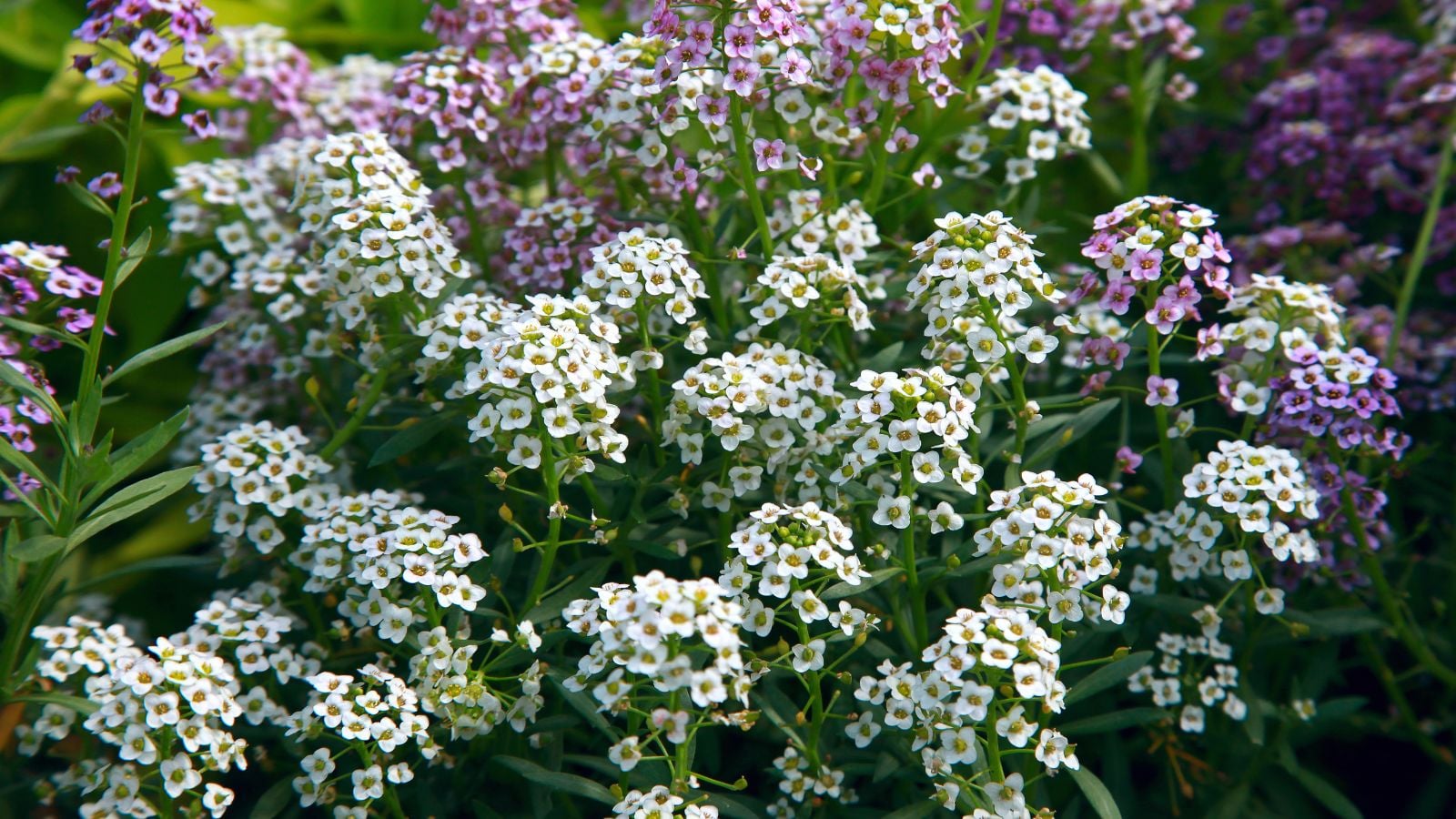 A close-up shot of a composition of cluster of dainty blooms atop strong slender stems, with the blooms showcasing their white and purple hues