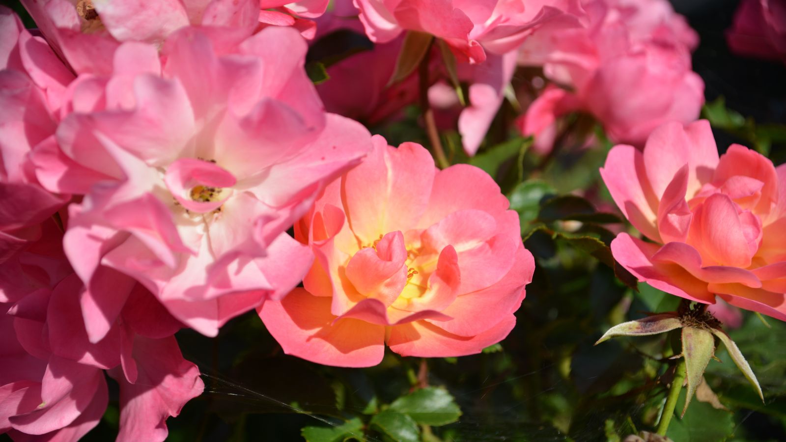 A closeup shot of The Champion™ Sunblush blooms appearing to have a lovely pink and yellow color under the warm sunlight