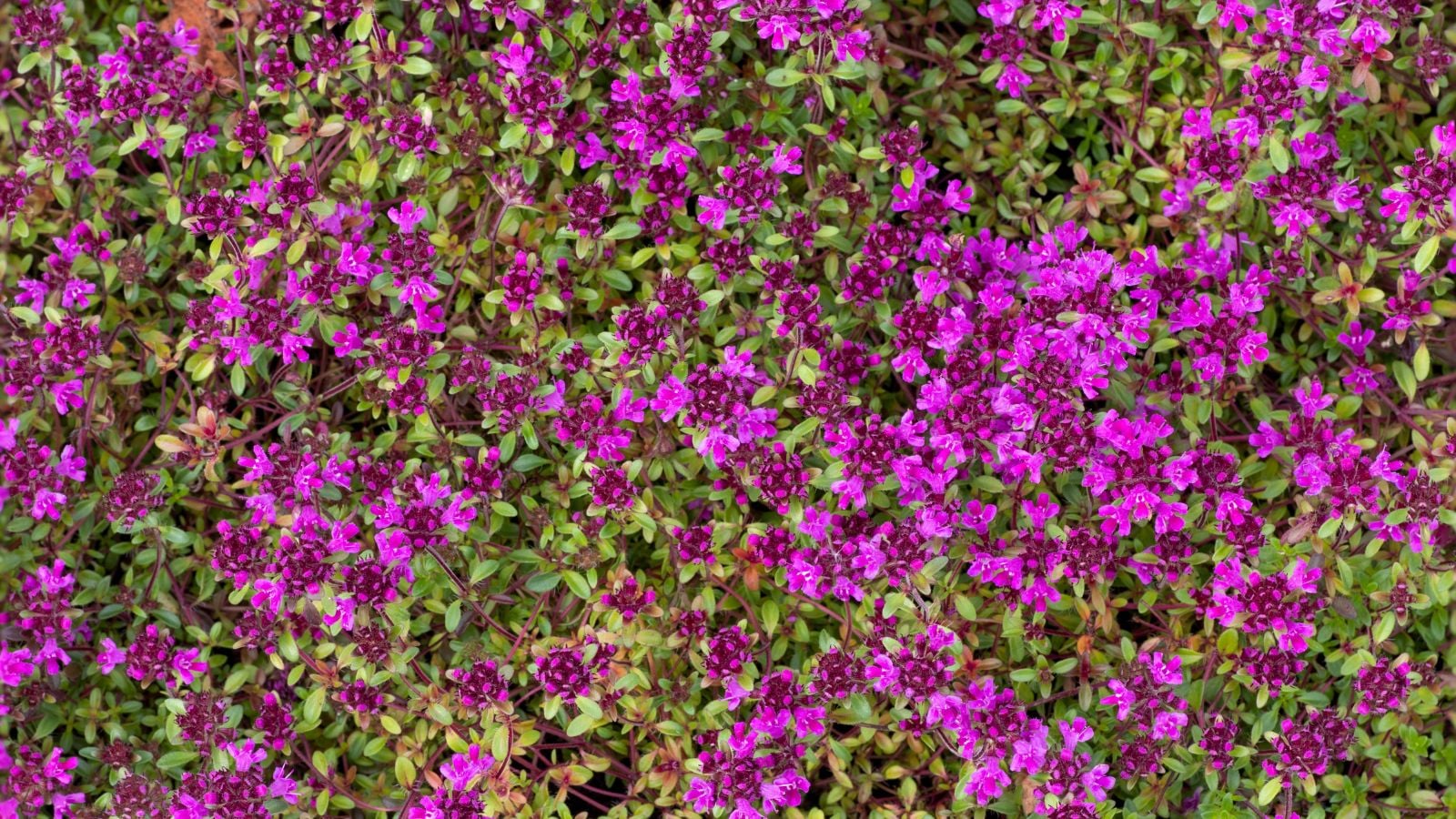 A thick and lush layer of Thymus (Coccineus Group) appearing to have vibrant blooms in vivid shades of red and pink