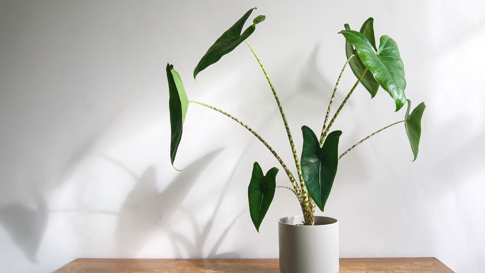 A close-up shot of a developing houseplant, showcasing its long stems and green, heart-shaped leaves, placed on a white pot indoors