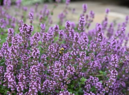 An area in the garden with lush best creeping thyme lawn planted near a rocky pathway placed under bright sunlight