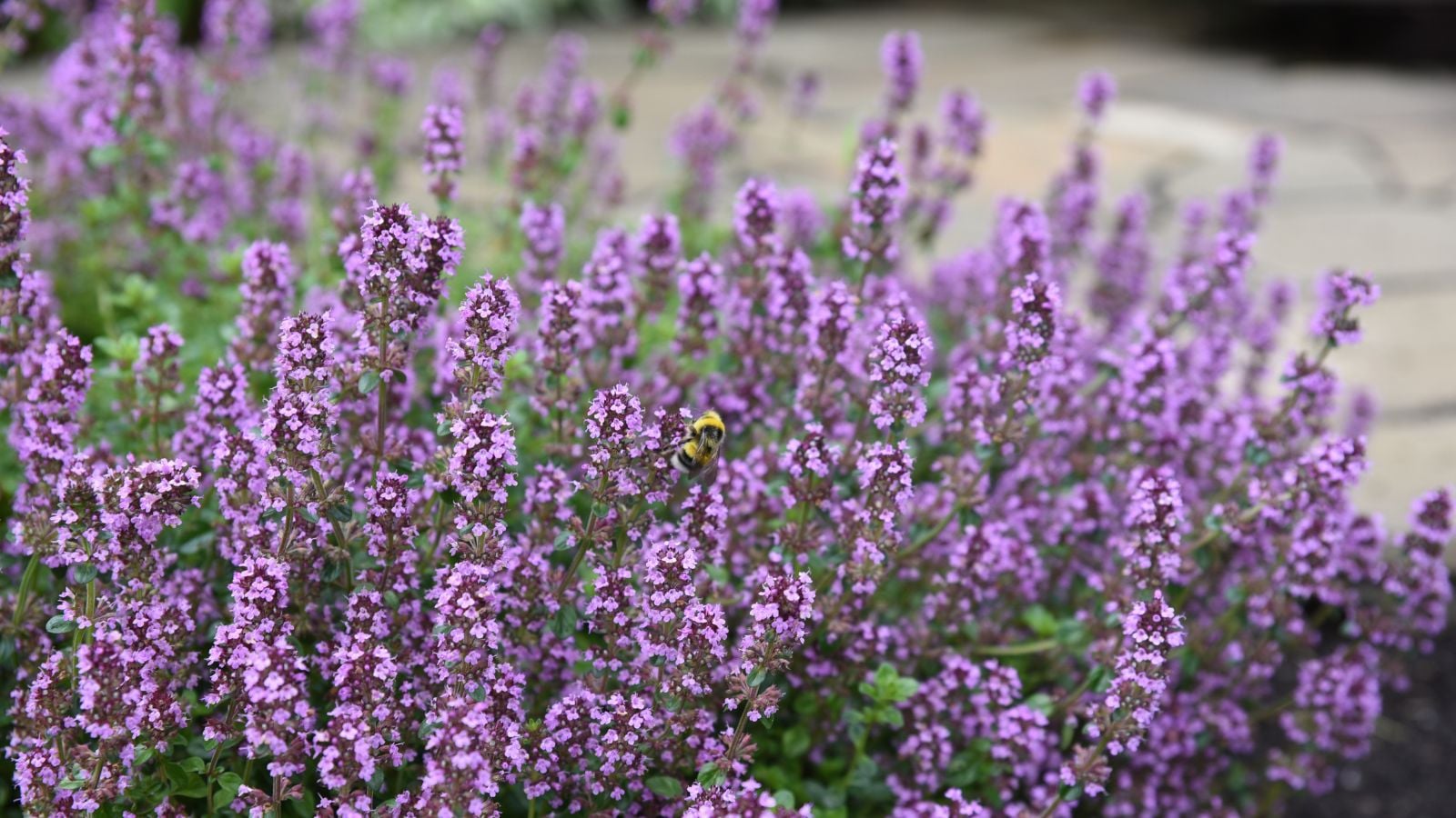An area in the garden with lush best creeping thyme lawn planted near a rocky pathway placed under bright sunlight