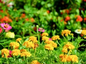 An area in the garden covered win flowers early blooms February appearing to have lovely vibrant colors under the sunlight surrounded by green foliage